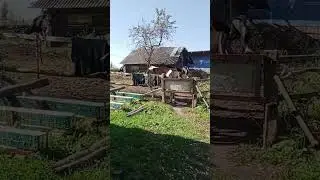 Корова предлагает свои услуги. #cow #cowvideos #корова #животные #animal