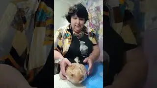 Смачна та ароматна фарширована рулька🤗👌