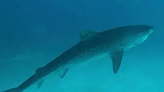 Maldives Liveaboard 'Best of Central' trip 2024 - MY Princess Sara