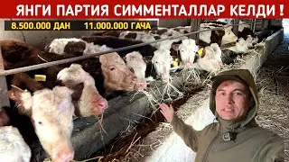 ЯНГИ ПАРТИЯ СИММЕНТАЛЛАР КЕЛДИ ШЕРЗОД ОГАНИ ФЕРМАСИ СИЗ КУТГАН ВИДЕО ХОРАЗМ БОЗОР