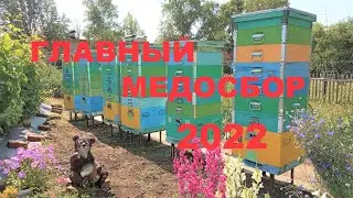 Главный медосбор 2022 на Южном Урале. Карника F1
