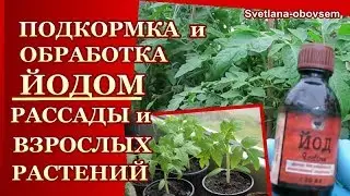 ЙОД - СРОЧНО УДОБРЯЕМ РАССАДУ  и ВЗРОСЛЫЕ РАСТЕНИЯ..ЗАМАЧИВАЕМ СЕМЕНА ЙОДОМ. .ОБРАБОТКА от БОЛЕЗНЕЙ.