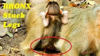 Pity baby monkey Bronx stuck legs under mother Brianna, Bronx tries to wake up shaking body