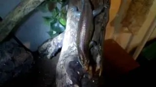AUGUST '16 REPTILE ROOM PT.2