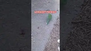 LORIKEET FEEDING 🦜🦅🕊🐦