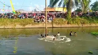 VIRAL PERLOMBAAN PANJAT PINANG PERAYAAN HUT RI KE 77 DI LUBUK LINGGAU, TIDAK BISA DITAKLUKKAN