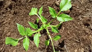 How to plant Dahlias in open ground. When to plant dahlia tubers in spring