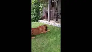 Смешные истории о кошачих проказах.