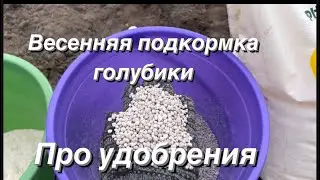 Весенняя подкормка голубики. Подкормка голубики весной. Чем подкормить голубику весной.