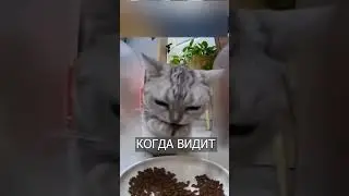 Кот ест ЛАПАМИ, когда никто не видит