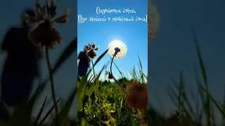 Лето уходит #одуванчик #dandelions