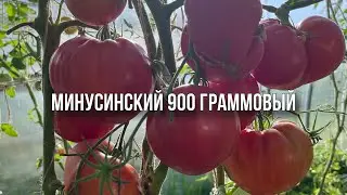 Минусинские томаты на сезон 2024.