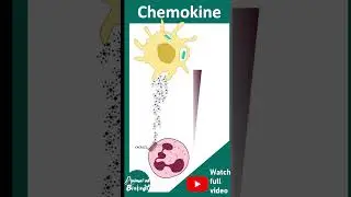 Chemokine signaling | Chemokines | Immunology in 1 minute | USMLE