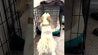 Crate training an older dog 