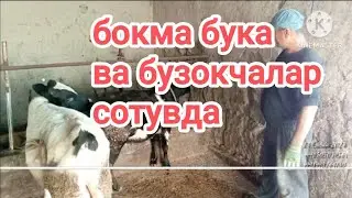 ☎️+998998264180 +998505039564Тош вил Оккоргон бокма бука ва таначалар