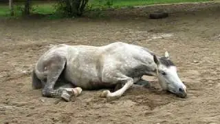 horses 057.AVI