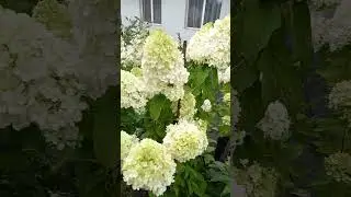 Каждые 2 недели подвязка!!!