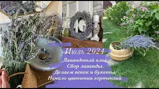 Лавандовый влог: Сбор лаванды, плетём венок и букеты. Начало цветения гортензий, прогулка по саду🦋