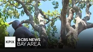 San Carlos homeowners have policy canceled over 500-year oak tree