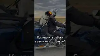 Как научить собаку ездить на мотоцикле?
