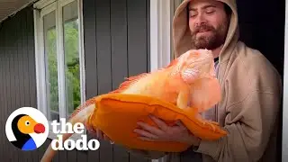 Dad Plays Guitar To Wake Up His Blind Iguana | The Dodo