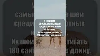 У жирафов самые длинные шеи 