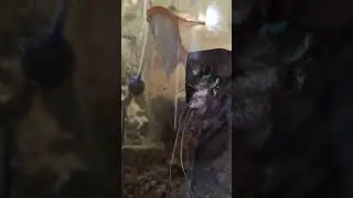 золотая рыбка на счастье!🫠