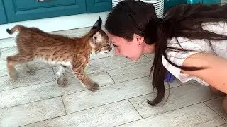 KATYA BUTTING A LYNX KITTEN