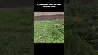 Глубинка и голодные животные 