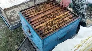 На выездном точке с эспарцетом. Расширяем отводки.11 июня 2024 г.