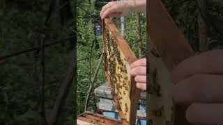 Пчелы. Апокалипсис после их исчезновения?