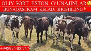 SUTNI.🥛.⛈️.💯🎯. TOZA ESON PULI ARZON DAXSHAT😲🏃📞+998998259999📞995300757
