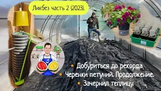 Ликбез часть 2 (2023). Продолжение приключений черенканутой петунии. Планы на рекорд. Топим теплицу.