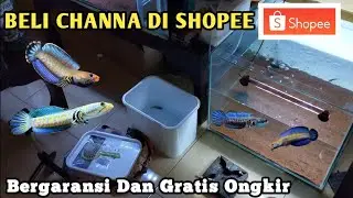 Beli ikan Channa di Shopee | Channa Limbata lawu dan Andrao Gondrong Ada disini.