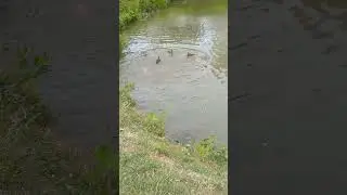 Как Уточки играют с Рыбками