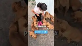 Работа мечты 