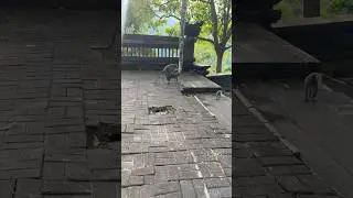 Самец порядки наводит)