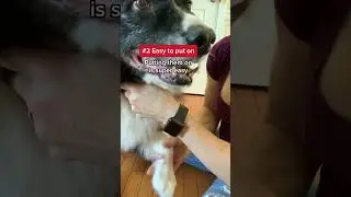 Make 2024 the year your senior dog regains their confidence and joy in movement. 