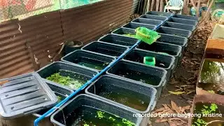 sana pala kinuha ko na lahat bago pa bumagyo 😞 #guppies #fishfarming