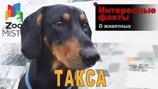 Такса - Интересные факты о породе