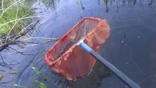 ДАФНИЯ ЭКСПЕРИМЕНТ НА ПРИРОДЕ