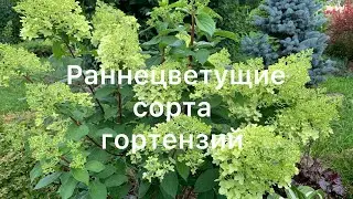 НАЧАЛО ЦВЕТЕНИЯ ГОРТЕНЗИЙ. Раннецветущие сорта, обзор.