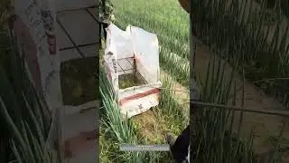 One Way Of Preventing Herbicide Spraying On Scallion : Assemble A Protective Box With Acrylic Panels