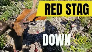 NZ Summer RED STAG, Pups First DEER