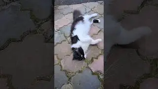 Котты наслаждаются последними тёплыми денёчками #кошки  #cat #домашниеживотные