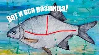 Вот и вся разница между густёркой и лещём, кроме размера!