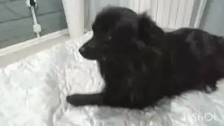 когда звенит звонок на урок Соня