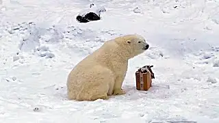 Polar Bear Dining at the Moscow Zoo