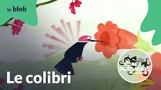 Le colibri, champion du monde de haute-voltige | Les super-pouvoirs du vivant