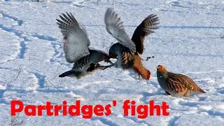 Эксклюзив! Бои куропаток в дикой природе / Partridges' fights